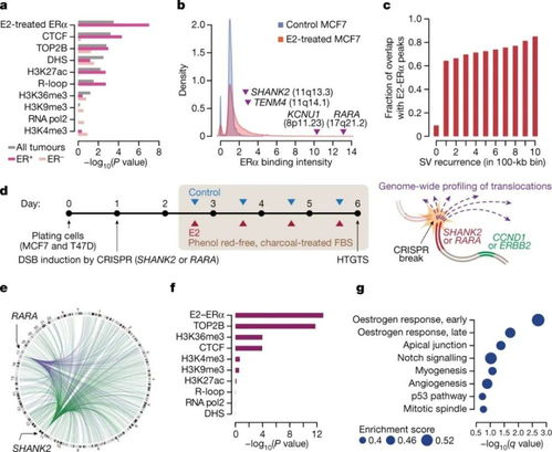 雌激素 哈佛研究揭示其在乳腺癌關鍵致癌基因擴增中的核心作用