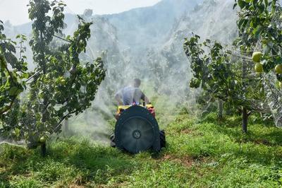 陳區(qū)鎮(zhèn)精心打造“一鎮(zhèn)一業(yè)”推進黃梨產(chǎn)業(yè)提檔升級，助力養(yǎng)生保健食品發(fā)展
